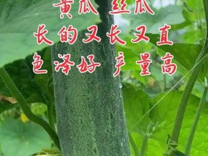 草莓向日葵黄瓜丝瓜汅-草莓向日葵黄瓜丝瓜的秘密