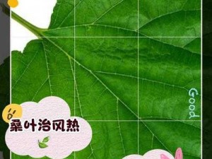 桑叶之韵：探寻现代生活中的独特价值与影响