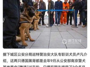 警犬张津瑜酒店：提供专业安保服务