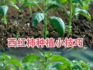 全民农场西红柿种植全攻略：从种植到收获的科学管理方法