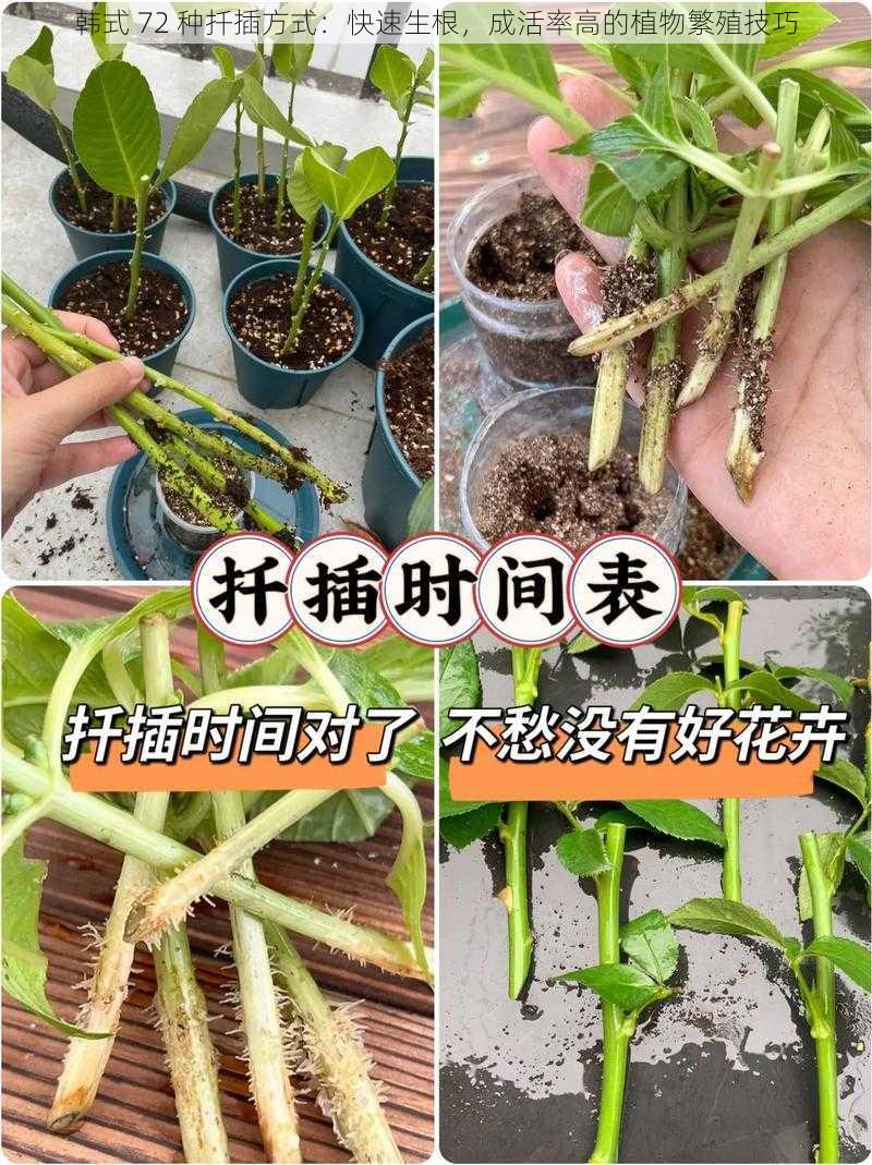 韩式 72 种扦插方式：快速生根，成活率高的植物繁殖技巧