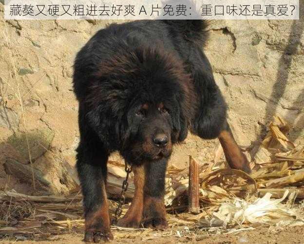 藏獒又硬又粗进去好爽 A 片免费：重口味还是真爱？