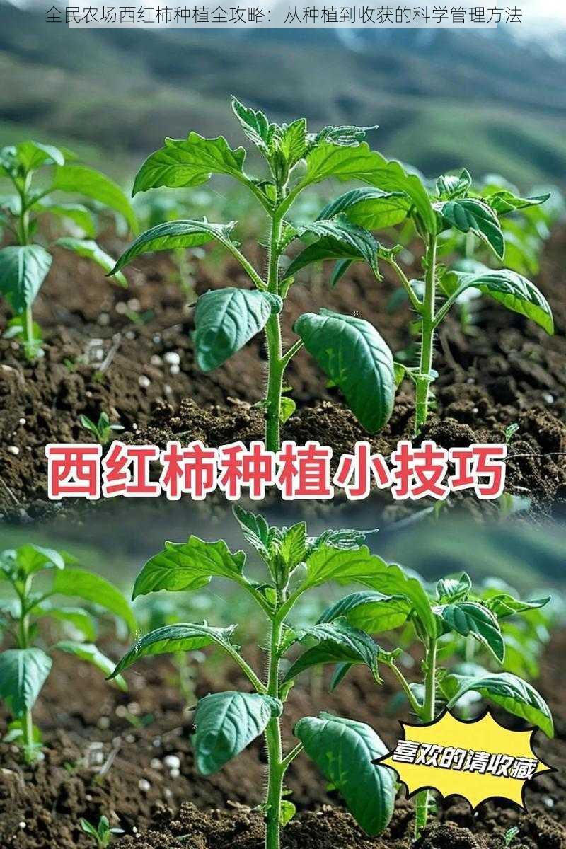 全民农场西红柿种植全攻略：从种植到收获的科学管理方法