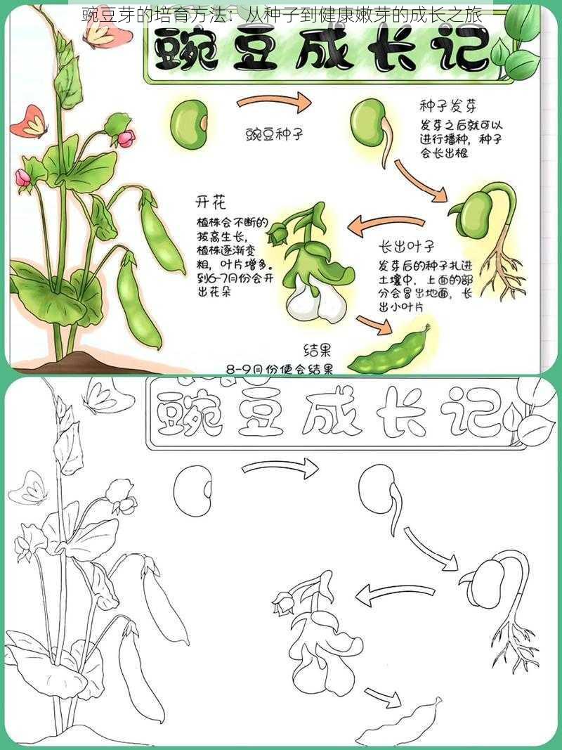 豌豆芽的培育方法：从种子到健康嫩芽的成长之旅