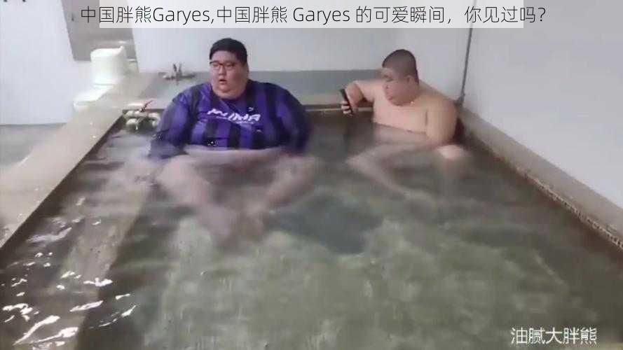 中国胖熊Garyes,中国胖熊 Garyes 的可爱瞬间，你见过吗？