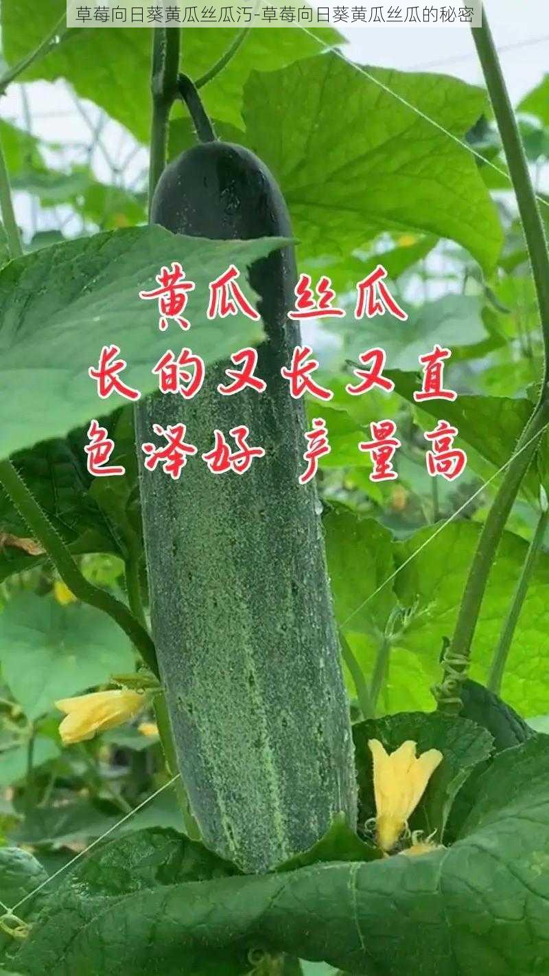 草莓向日葵黄瓜丝瓜汅-草莓向日葵黄瓜丝瓜的秘密