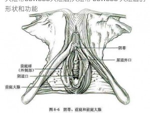 大陰蒂BBwBBB大陰唇,大陰蒂 BBwBBB 大陰唇的形状和功能