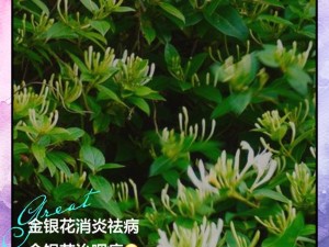 通水管 TXL 金银花原文：高效疏通管道的好帮手