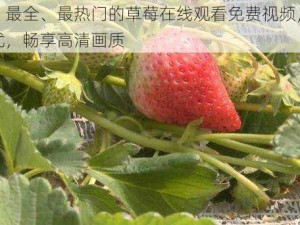 最新、最全、最热门的草莓在线观看免费视频，无广告骚扰，畅享高清画质