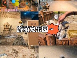 萌宠波波公社深度游玩体验：探索乐园的乐趣与特色简介