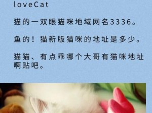 猫咪 wwww 最新地域网名怎么取？教你几招轻松搞定