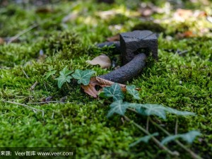 墓地苔藓繁盛之地探寻：生态与环境因素解析