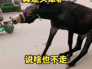 驴之犟情揭秘：揭秘驴为什么如此倔强？搞笑图片大赏