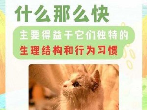 猫掌柜三技能深度解析：掌握关键段落，洞悉猫咪潜能全面释放