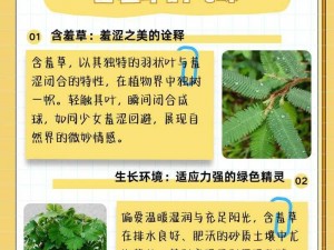 含羞草、四叶草、三叶草—含羞草和四叶草、三叶草有什么异同？