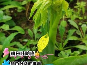 明日叶的植物特性解析：探究其身份与奥秘