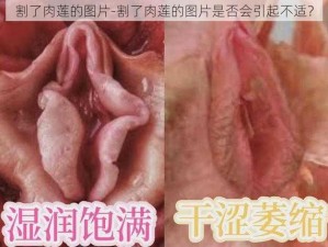 割了肉莲的图片-割了肉莲的图片是否会引起不适？