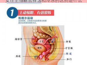 女性生殖器官鲜活和冷冻的区别是什么