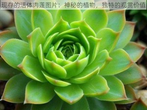 现存的活体肉莲图片：神秘的植物，独特的观赏价值