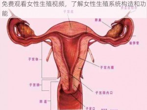 免费观看女性生殖视频，了解女性生殖系统构造和功能