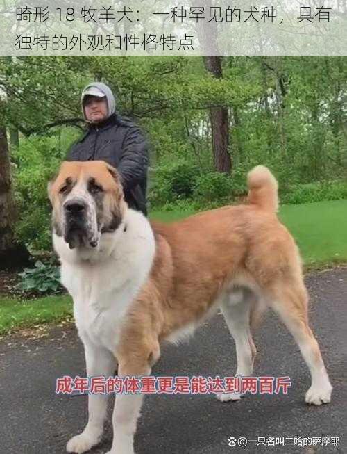 畸形 18 牧羊犬：一种罕见的犬种，具有独特的外观和性格特点