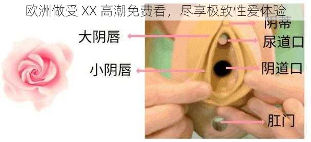 欧洲做受 XX 高潮免费看，尽享极致性爱体验