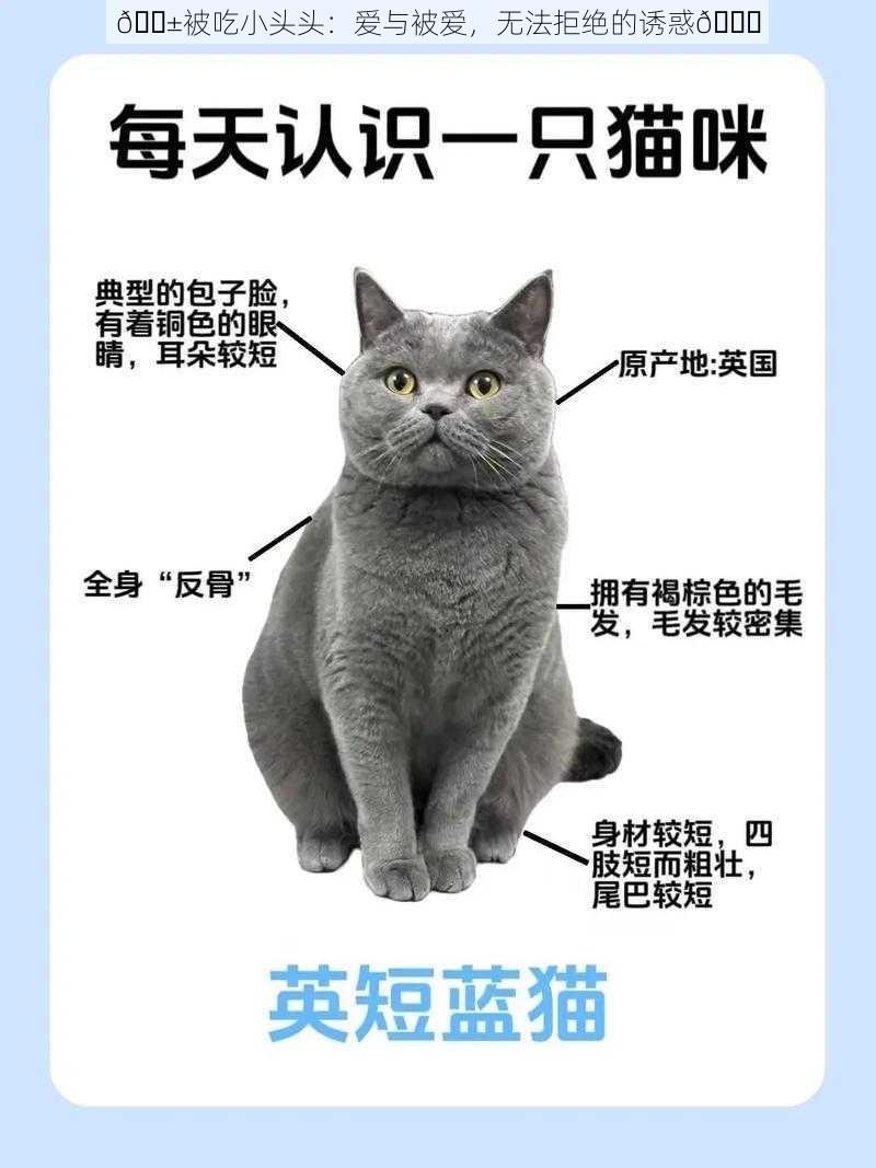 🐱被吃小头头：爱与被爱，无法拒绝的诱惑😍