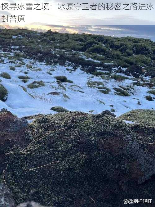 探寻冰雪之境：冰原守卫者的秘密之路进冰封苔原