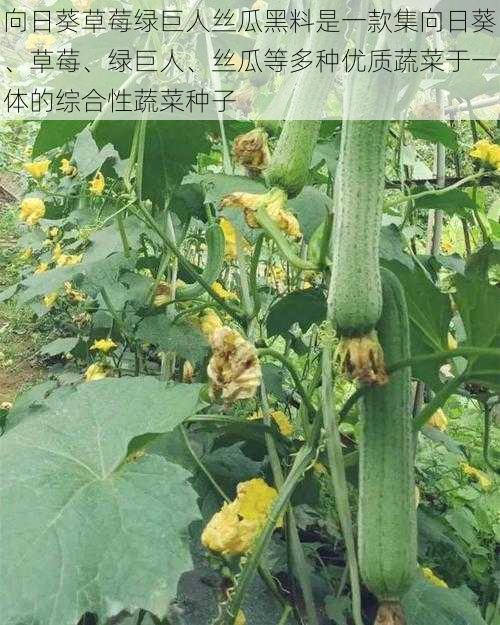 向日葵草莓绿巨人丝瓜黑料是一款集向日葵、草莓、绿巨人、丝瓜等多种优质蔬菜于一体的综合性蔬菜种子