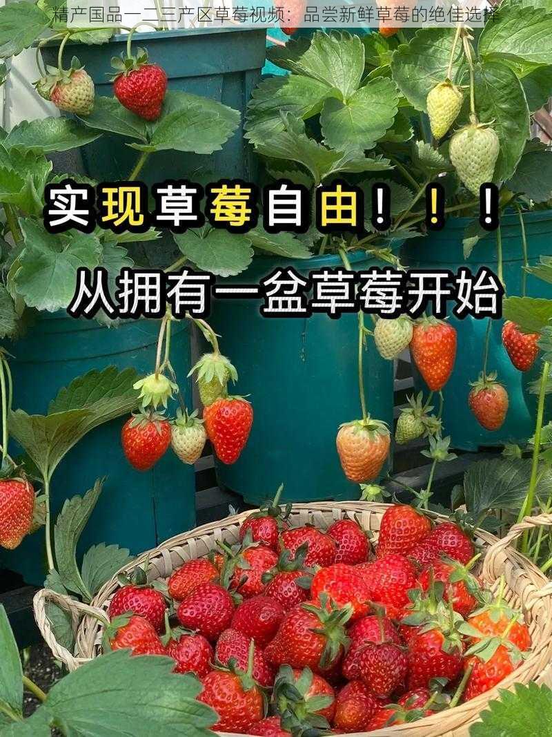 精产国品一二三产区草莓视频：品尝新鲜草莓的绝佳选择