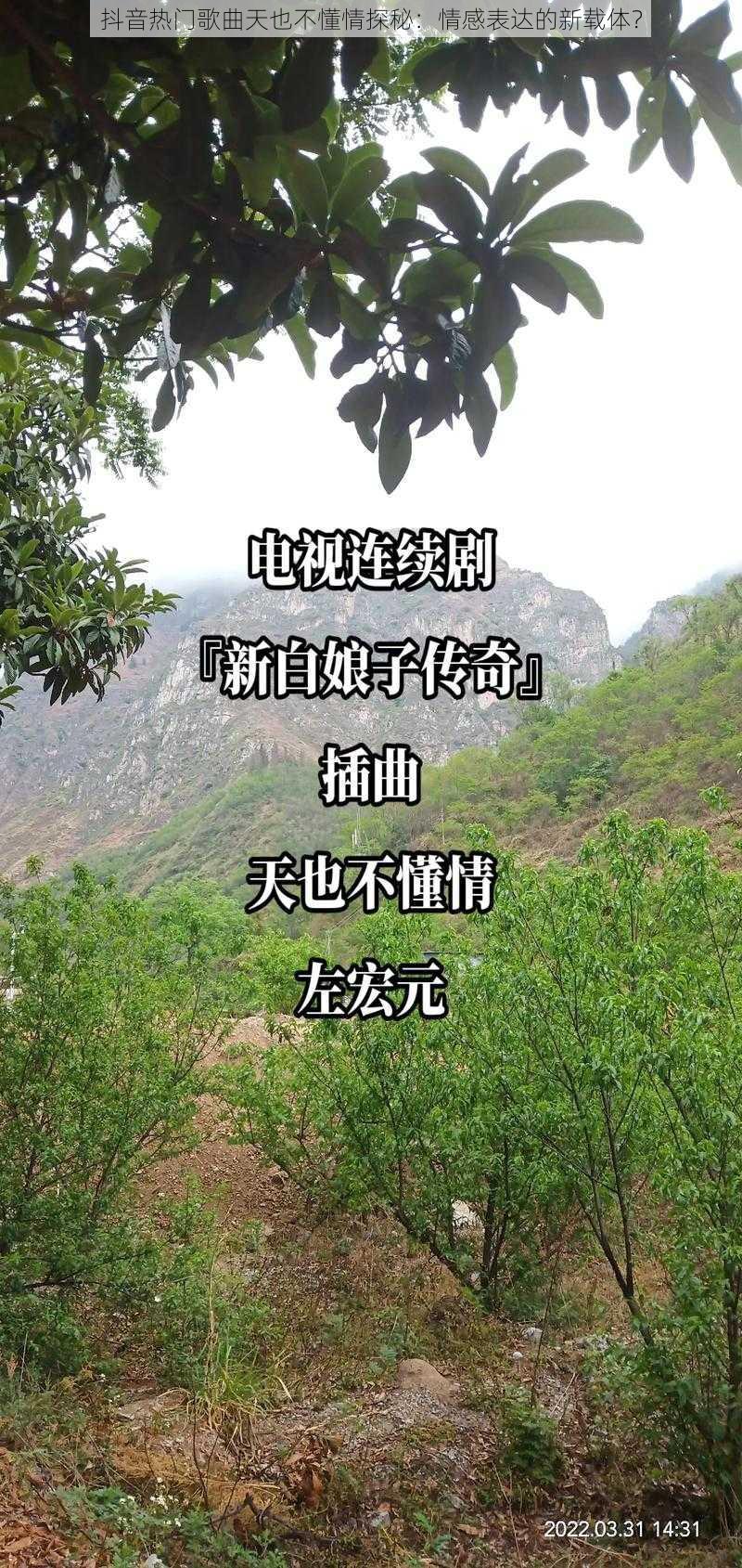 抖音热门歌曲天也不懂情探秘：情感表达的新载体？