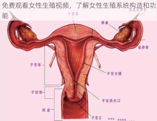 免费观看女性生殖视频，了解女性生殖系统构造和功能