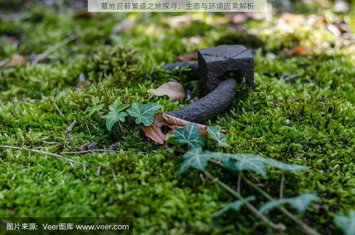 墓地苔藓繁盛之地探寻：生态与环境因素解析