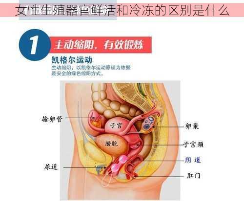 女性生殖器官鲜活和冷冻的区别是什么