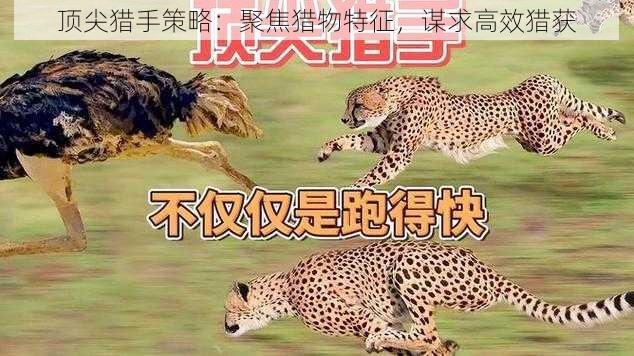 顶尖猎手策略：聚焦猎物特征，谋求高效猎获