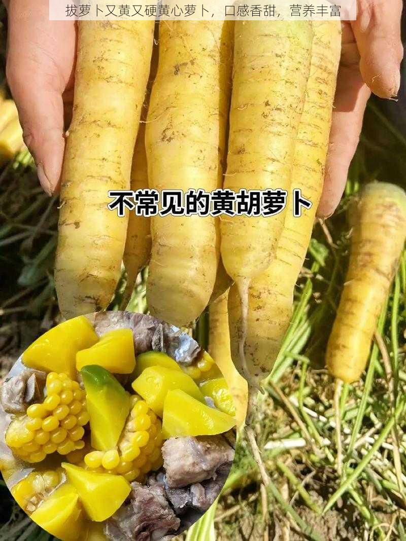 拔萝卜又黄又硬黄心萝卜，口感香甜，营养丰富