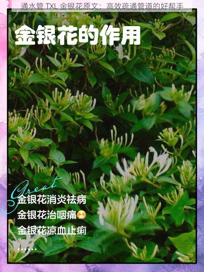 通水管 TXL 金银花原文：高效疏通管道的好帮手