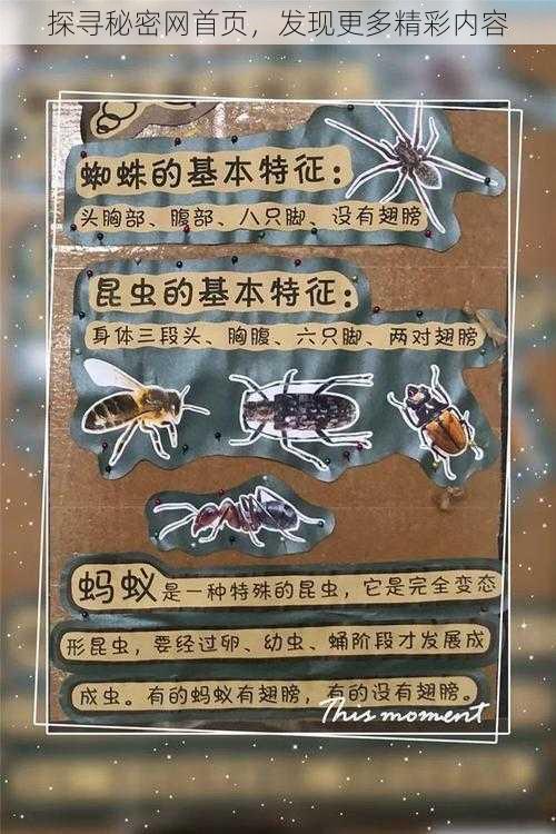 探寻秘密网首页，发现更多精彩内容