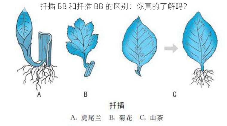 扦插 BB 和扦插 BB 的区别：你真的了解吗？