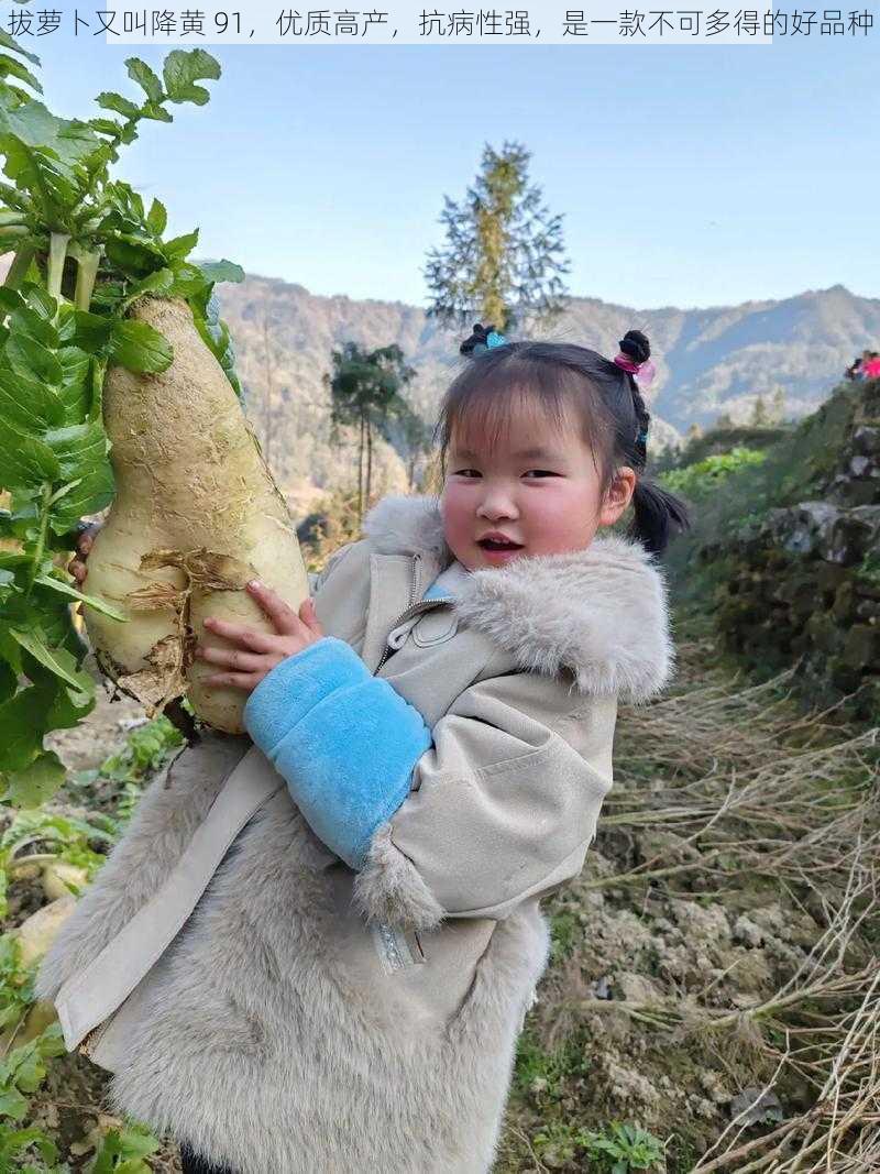 拔萝卜又叫降黄 91，优质高产，抗病性强，是一款不可多得的好品种