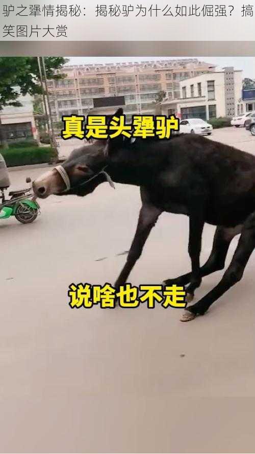 驴之犟情揭秘：揭秘驴为什么如此倔强？搞笑图片大赏