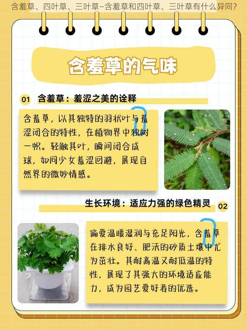 含羞草、四叶草、三叶草—含羞草和四叶草、三叶草有什么异同？