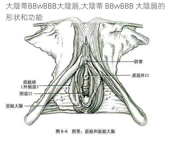 大陰蒂BBwBBB大陰唇,大陰蒂 BBwBBB 大陰唇的形状和功能