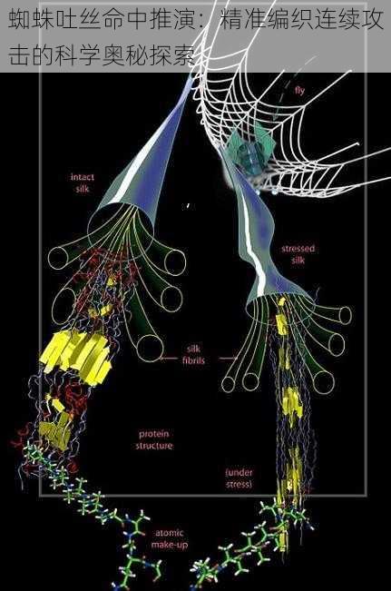 蜘蛛吐丝命中推演：精准编织连续攻击的科学奥秘探索